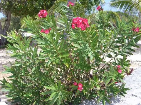 Eleuthera Key Lime Cottage Rainbow Bay