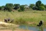 Malamala Game Reserve