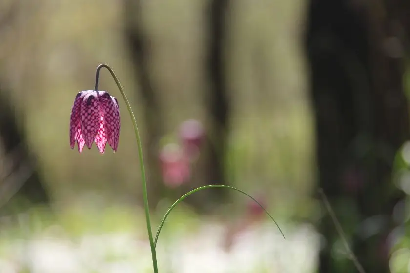 Cocooning Between The Vineyards In Les Frugeres With Pool About 3 Km Of The Golf