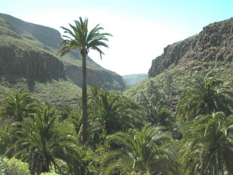 Canary Islands Vacation Rentals