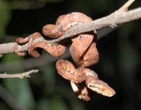 Amazon Yarapa River Lodge