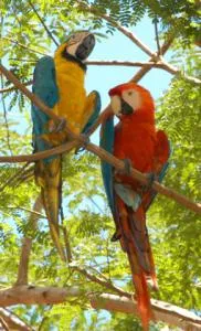 Amazon Yarapa River Lodge